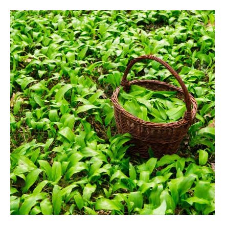 Bio Medvehagyma, morzsolt 200 g GreenMark XXL