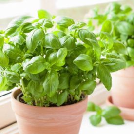 Bio Bazsalikom morzsolt 200 g GreenMark XXL