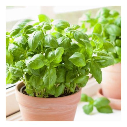 Bio Bazsalikom, morzsolt 200 g GreenMark XXL
