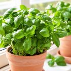 Bio Bazsalikom morzsolt 10 g GreenMark